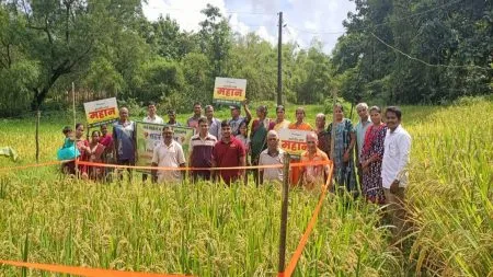 कोलगाव व आंबेगावातील भात पिकाची कृषी अधिकाऱ्यांकडून पाहणी