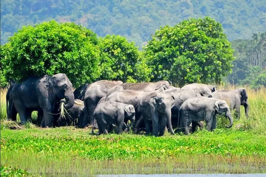 वनहत्तींच्या संख्येत 18 टक्क्यांची घट 18 percent decline in forest elephant population