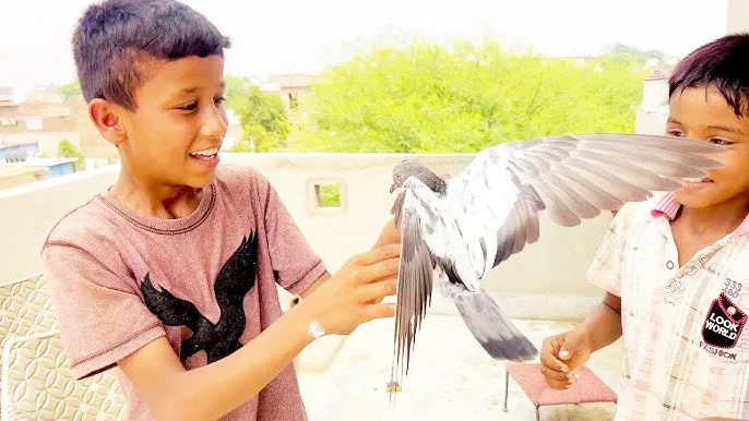 The sound of pigeons... arguments leading to fights