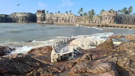 किल्ले सिंधुदुर्गजवळ आढळला भलामोठा शार्क माशाचा सांगाडा