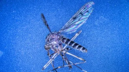 Mosquito found for the first time in Iceland
