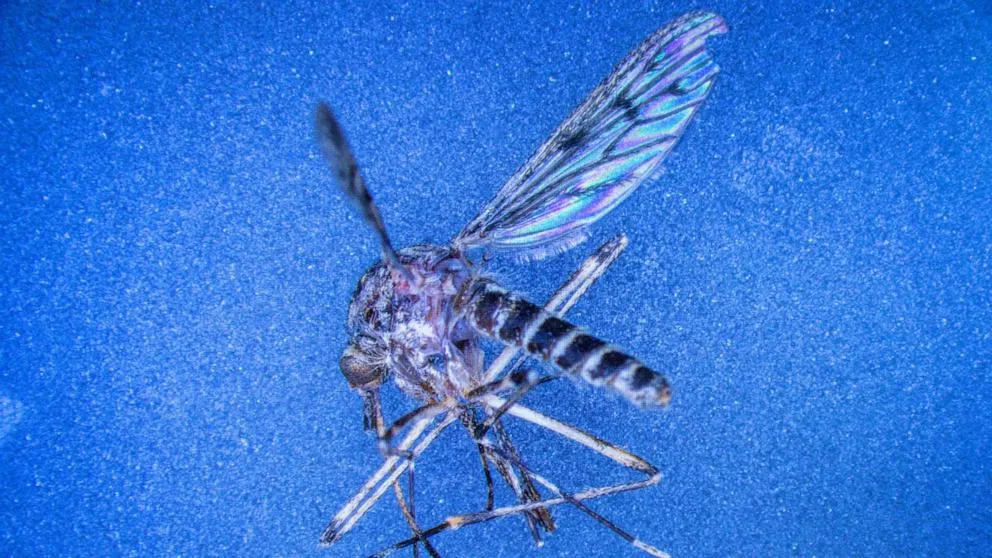 Mosquito found for the first time in Iceland