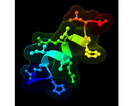 भूकेला नियंत्रित करणाऱ्या प्रोटीनचा शोध Discovery of a protein that controls hunger