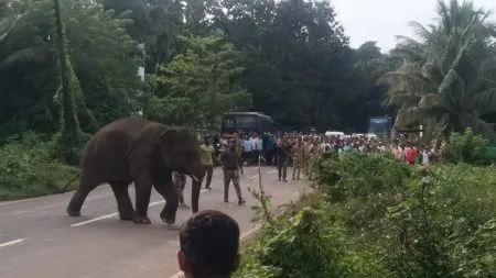 ओंकार हत्तीने सकाळीच रोखला मुंबई – गोवा महामार्ग