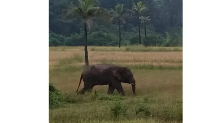 ओंकार हत्तीच्या बंदोबस्तासाठी २१ ऑक्टोबरपासून शेतकरी आंदोलनाच्या पवित्र्यात
