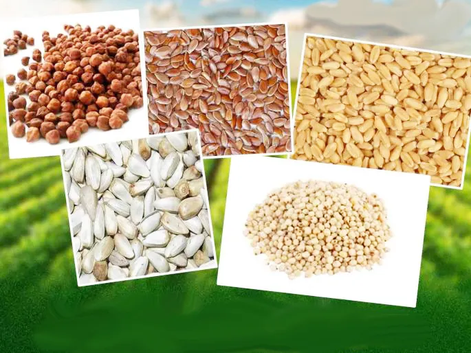 Distribution of 8414 quintals of seeds for Rabi season in the district