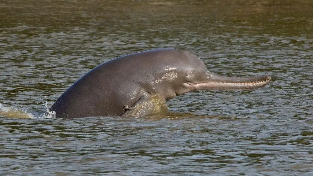 भारतीय नद्यांपासून गायब होत आहेत विशाल जीव Giant creatures are disappearing from Indian rivers