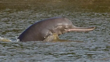 Giant creatures are disappearing from Indian rivers
