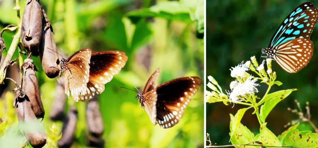 A day of colorful butterflies