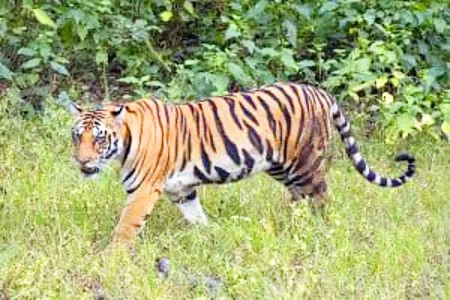 Sixth cycle of Indian tiger census