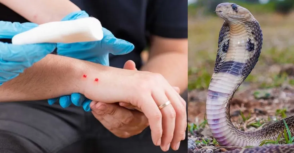 Snakebite treatment a health priority in Kerala