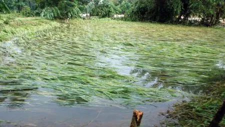 अवकाळीने झोडपले ; शेतकऱ्याचे हिरवे सोने शेतातच सडले !