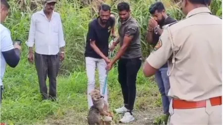 Satara News : कोळेवाडीत विहिरीत पडलेल्या कोल्ह्याची वन विभागाकडून सुटका The forest department saved the life of a fox that fell into a well!