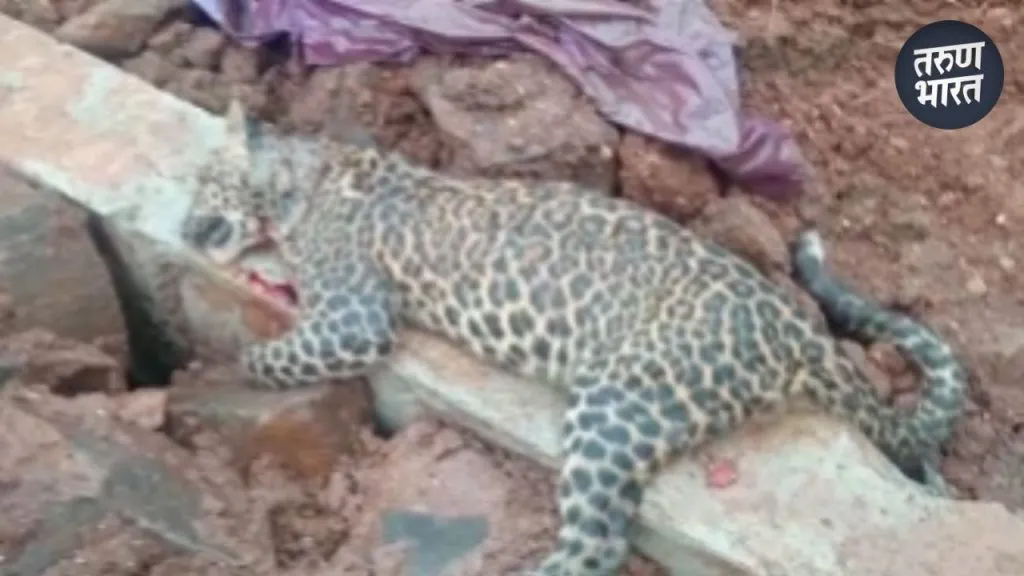 Kolhapur News : पन्हाळा पायथ्याशी बिबट्याच्या बछड्याचा मृत्यू Panhalgad leopard cubs found dead; Villagers in fear