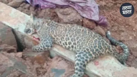 Kolhapur News : पन्हाळा पायथ्याशी बिबट्याच्या बछड्याचा मृत्यू Panhalgad leopard cubs found dead; Villagers in fear