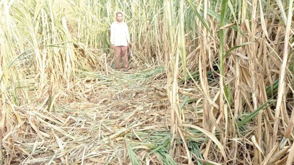 Kolhapur : शिरसंगीत पुन्हा हत्तीचा कहर ; पिकांचे मोठे नुकसान ! Elephant stampede in Shirsangi area