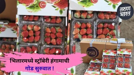Satara : भिलारमध्ये स्ट्रॉबेरी हंगामाची गोड सुरुवात ! Bhilar, the home of strawberries, is in bloom.