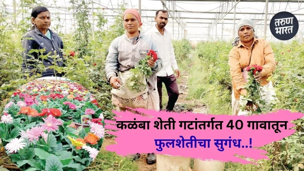Kolhapur : कळंबा शेती गटांतर्गत 40 गावातून फुलशेतीचा सुगंध Flower farming in Kalamba provides financial strength to farmers