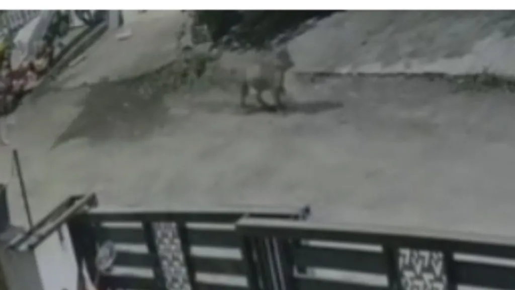 Satara : गोडोली परिसरात बिबट्याचा संचार ; नागरिकांमध्ये भीतीचे वातावरण Leopard spotted in Godoli; fear among citizens