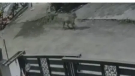 Satara : गोडोली परिसरात बिबट्याचा संचार ; नागरिकांमध्ये भीतीचे वातावरण Leopard spotted in Godoli; fear among citizens