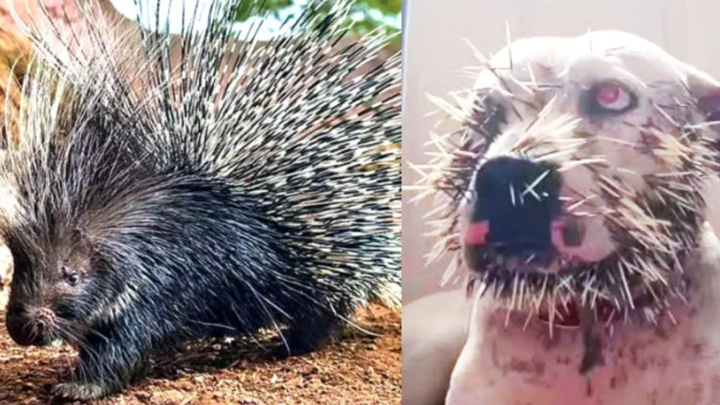 Solapur : सोलापुरात साळींदरची दहशत ! The nuisance of salamanders has increased in Solapur.