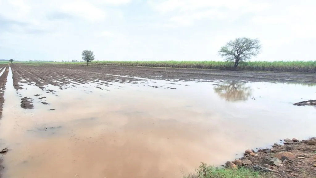 Sangli : सांगली जिल्ह्यात अवकाळी पावसाचा जोर ! Heavy unseasonal rain in Sangli district