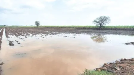 Sangli : सांगली जिल्ह्यात अवकाळी पावसाचा जोर ! Heavy unseasonal rain in Sangli district