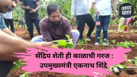 Satara : दरेगावात उपमुख्यमंत्री एकनाथ शिंदे यांच्याकडून 3000 स्ट्रॉबेरी रोपांची लागवड…! Deputy Chief Minister asserts that organic farming is the need of the hour