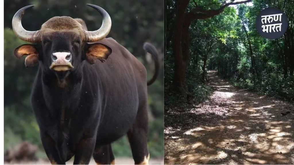 opportunity to experience the biodiversity Radhanagari Sanctuary