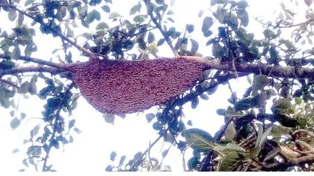 Bee infestation increases on Khochi Dudhgaon road