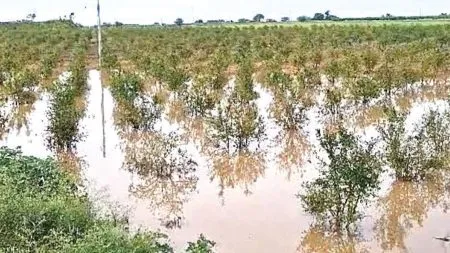 Sangli: अतिवृष्टीची 150 कोटींची भरपाई मदत लालफितीत ! Aid will be available in farmers' accounts only after Diwali