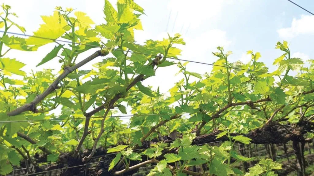 Sangli : … तासगावात वातावरण बदलाने द्राक्षबागांना पुन्हा धोका Grape growers worried due to cloudy weather