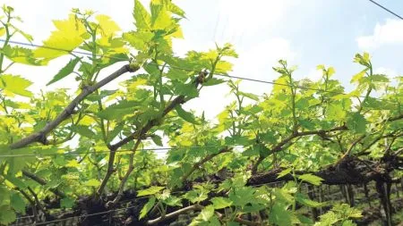 Grape growers worried due to cloudy weather