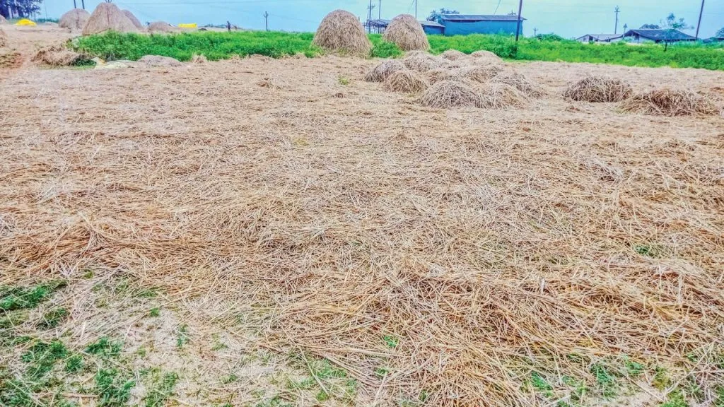 Kolhapur : शाहूवाडीत अवकाळी पावसाचा फटका; जनावरांच्या चाऱ्याचा प्रश्न ऐरणीवर Unseasonal rains hit Shahuwadi;