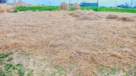 Unseasonal rains hit Shahuwadi;