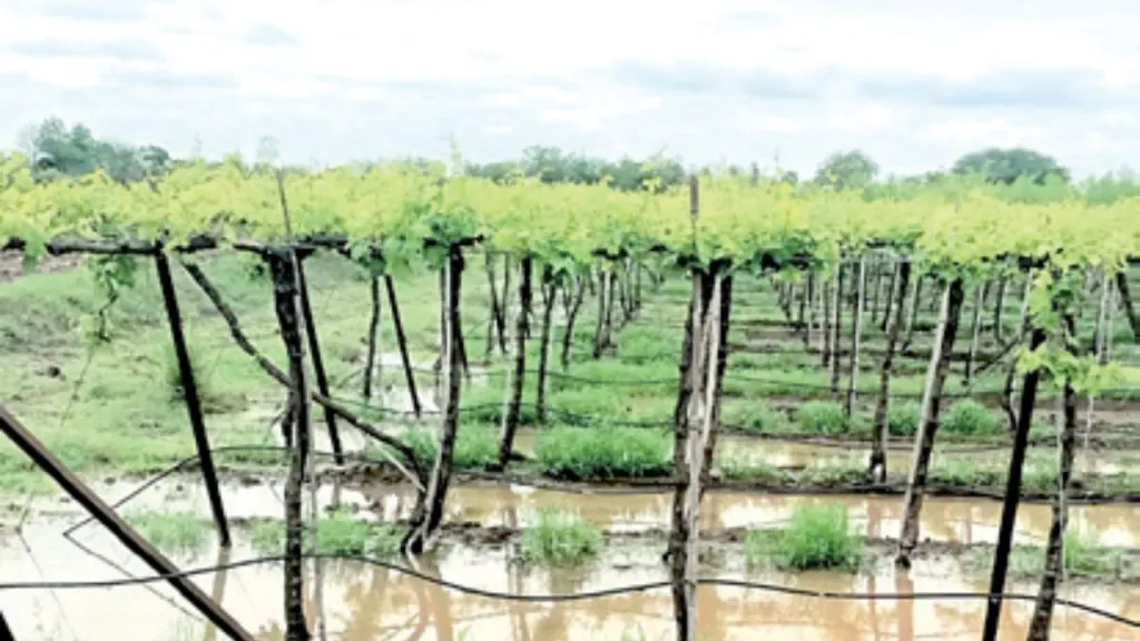 Delay in distribution of compensation for heavy rain-flood damage in Sangli