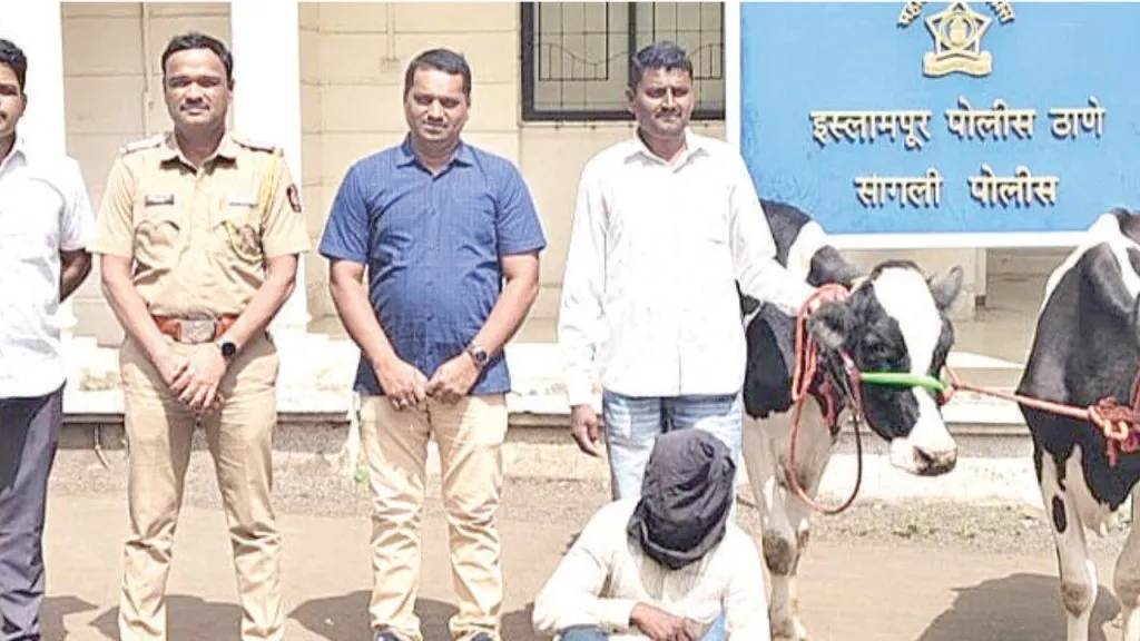 Sangli : बोरगावातील गाई चोरी प्रकरणी एकजण जेरबंद Police seize two cows arrested on RIT College Road