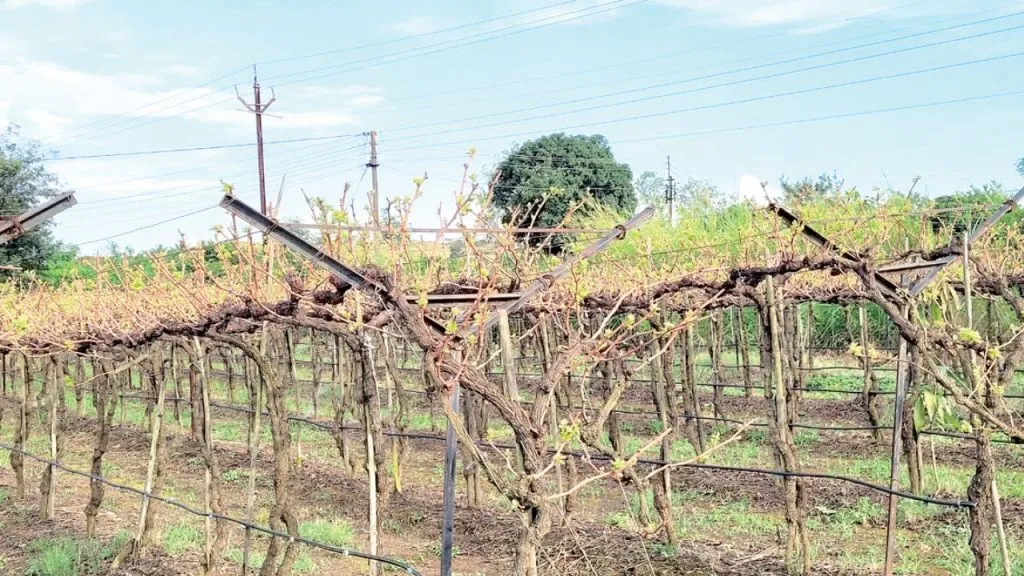 Unseasonal rains lashed the eastern part of Tasgaon;