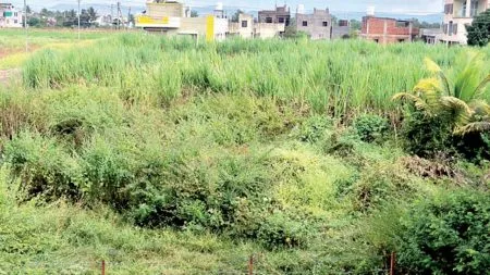 The crops of the Karvet farmers are ruined,