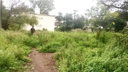 Solapur : तहसील- पंचायत समितीचा परिसर झाला गाजरगवताचा माळ ! Neglect of cleanliness; Problem increased in Paranda tehsil area