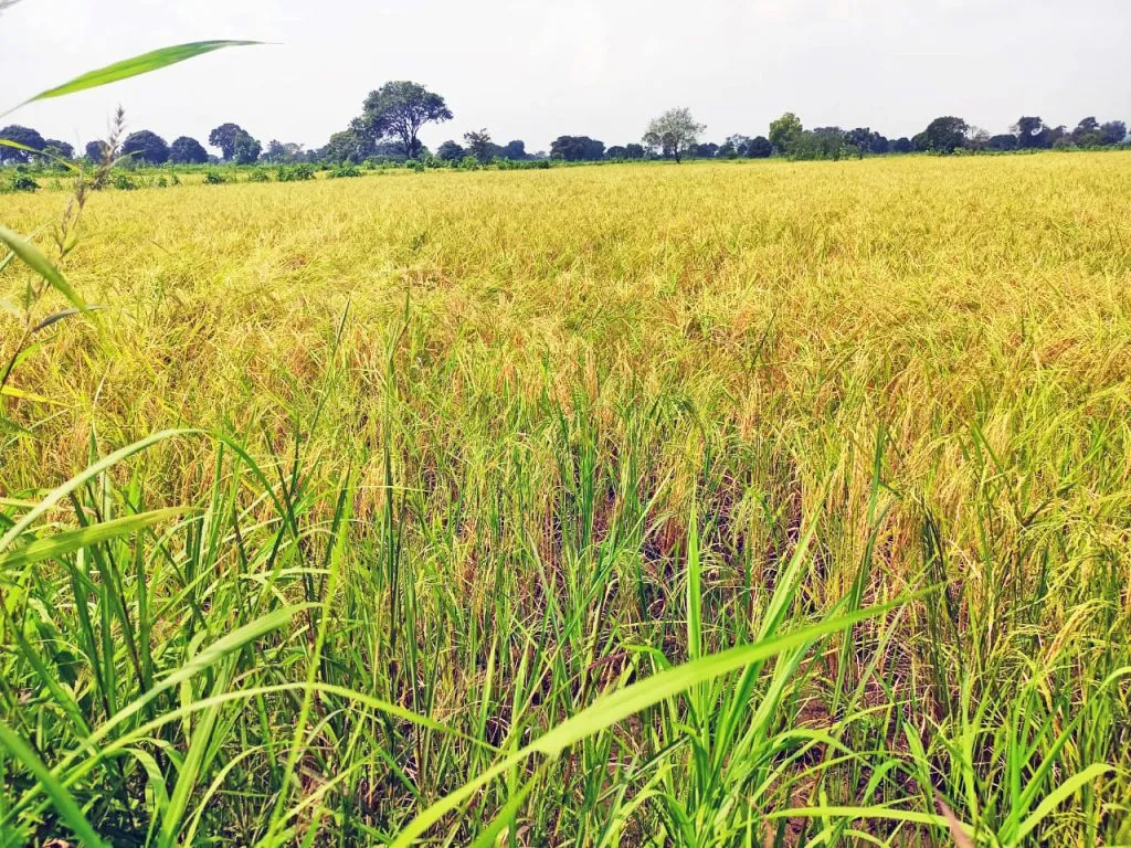 The rice crop is good, but will nature support it?