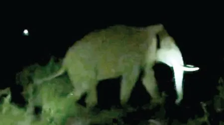 Kolhapur : हेरे परिसरात राजा हत्तीचा धुमाकूळ ; शेतकऱ्यांचे मोठे नुकसान Free movement of elephants in Hare, Gudwale, Baghotre areas