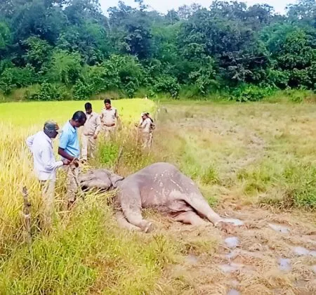 विजेच्या धक्क्याने दोन हत्तींचा मृत्यू Two elephants die from electric shock