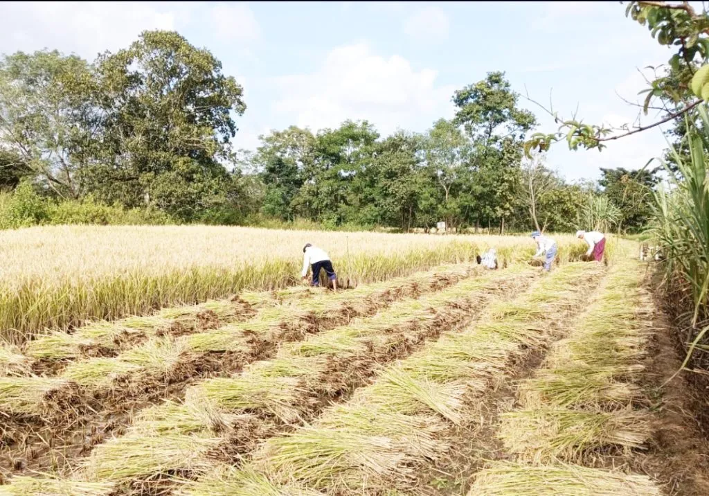 Paddy harvesting is now underway in the Nandgad area.