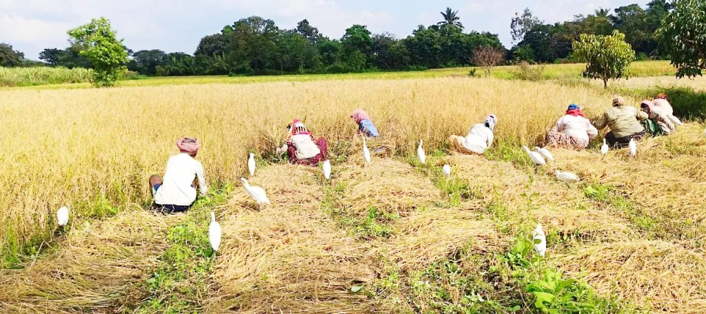 Rice harvesting begins on a small scale in Sambra, Balekundri Khurd areas