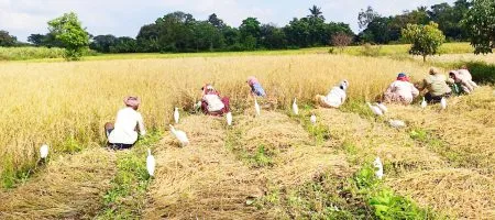 Rice harvesting begins on a small scale in Sambra, Balekundri Khurd areas