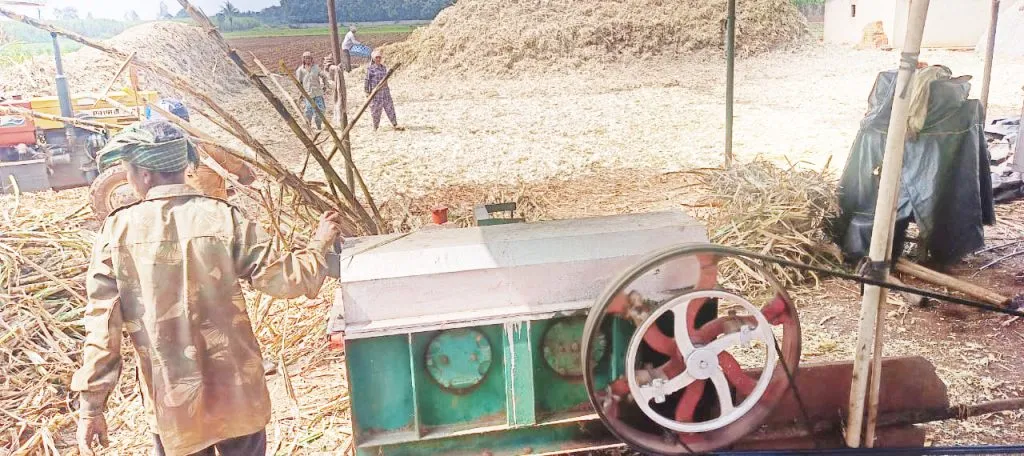 मोदगा येथे गुऱ्हाळ घरांना प्रारंभ Construction of stilt houses begins in Modga