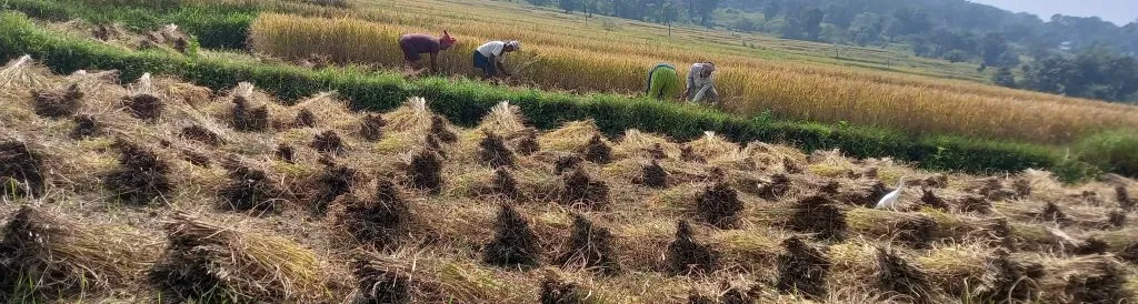 पावसाची तमा न बाळगता भातकापणी सुरू Rice cultivation continues despite rain