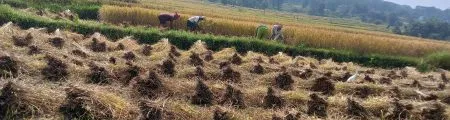 Rice cultivation continues despite rain
