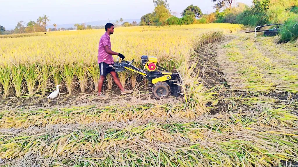 कडोली परिसरात यंत्राच्या साहाय्याने भातकापणी Rice harvesting with the help of machinery in Kadoli area